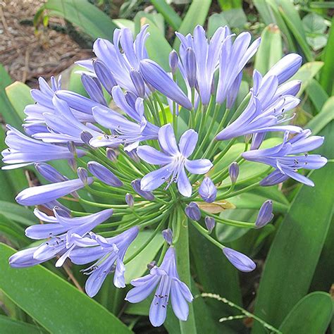 where to buy cheap agapanthus.